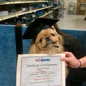 Meet your Posher, Chai